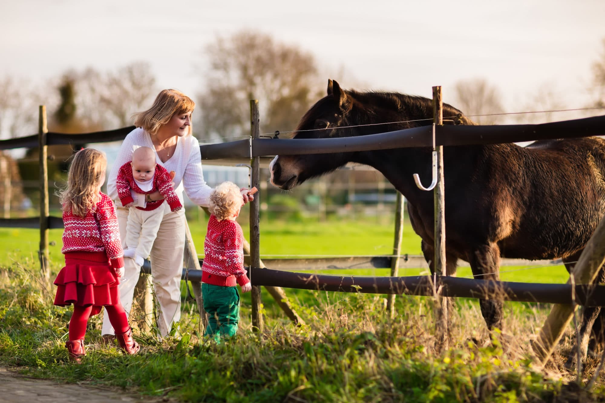 Get your home and barn organized